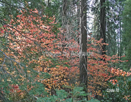Autumn Leaved Dogwoods
